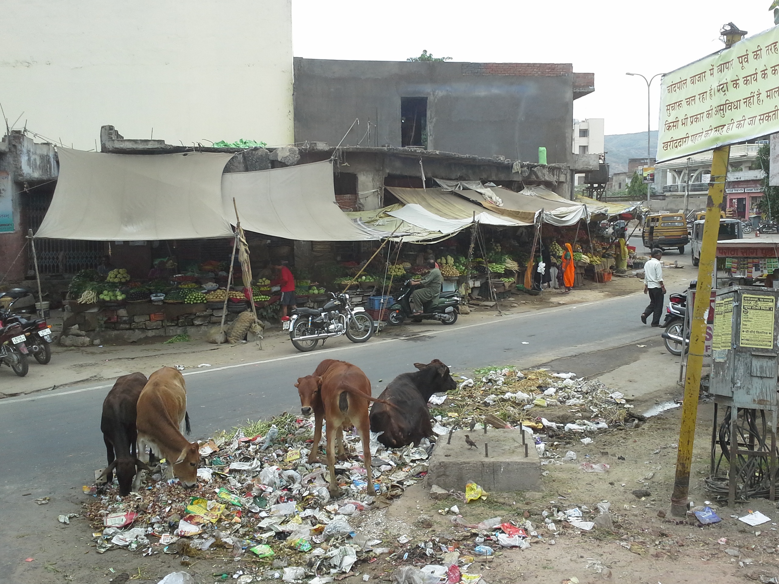 cows in india