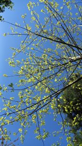 looking up through chestnut leaves